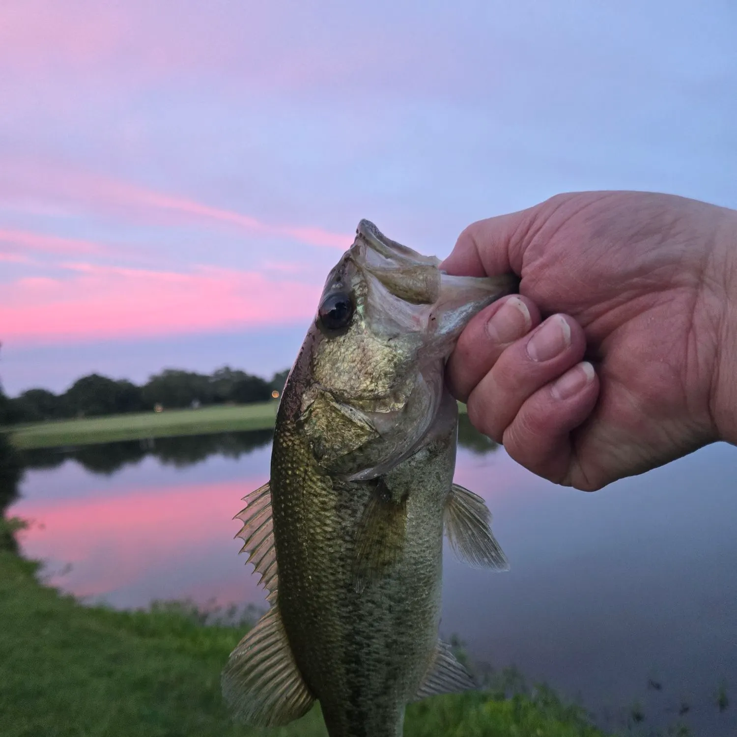 Fish caught on Fishbrain
