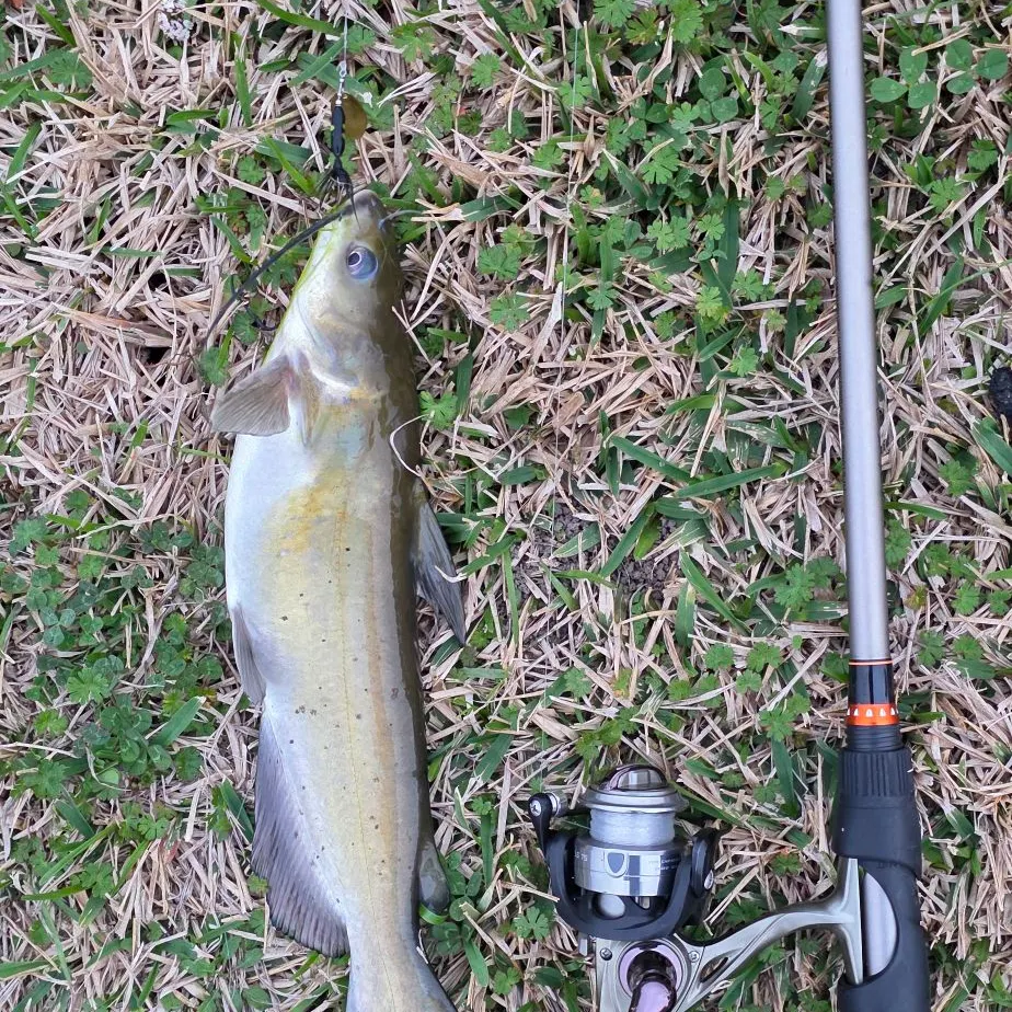 The most recent Channel catfish catches on Fishbrain