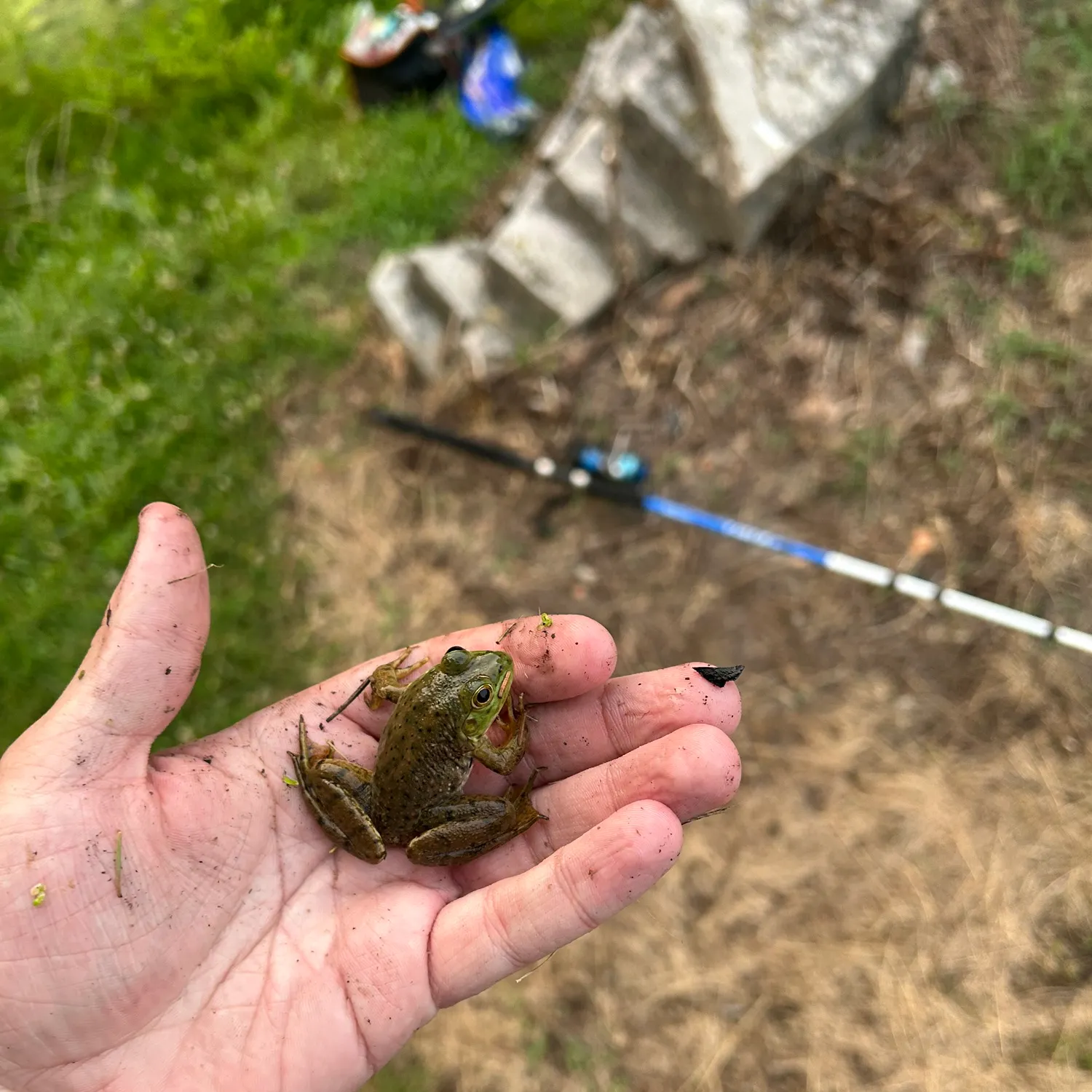 The most recent American bullfrog catches on Fishbrain