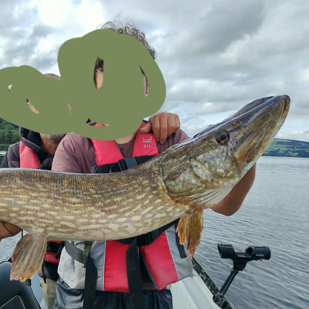 Northern pike caught on Fishbrain