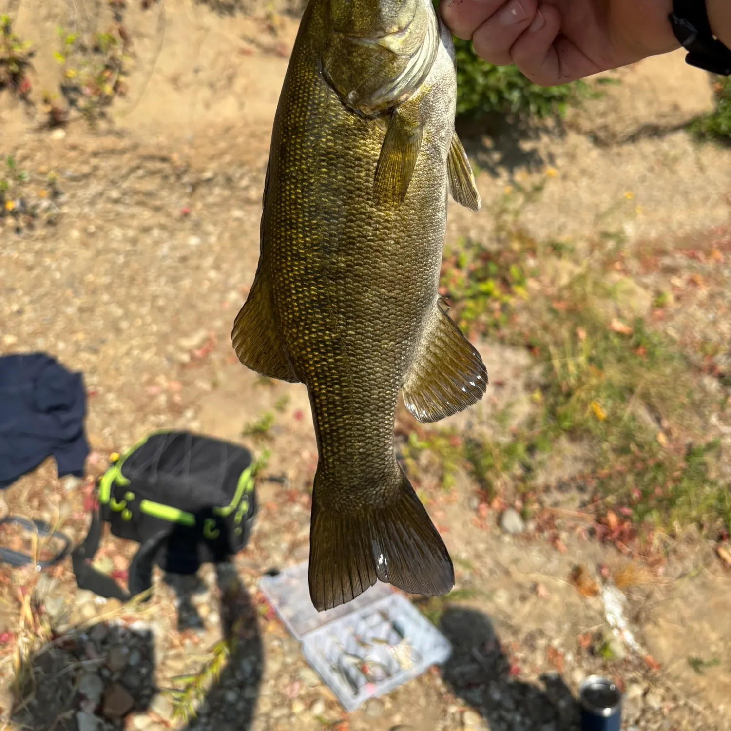 Smallmouth bass caught on Fishbrain