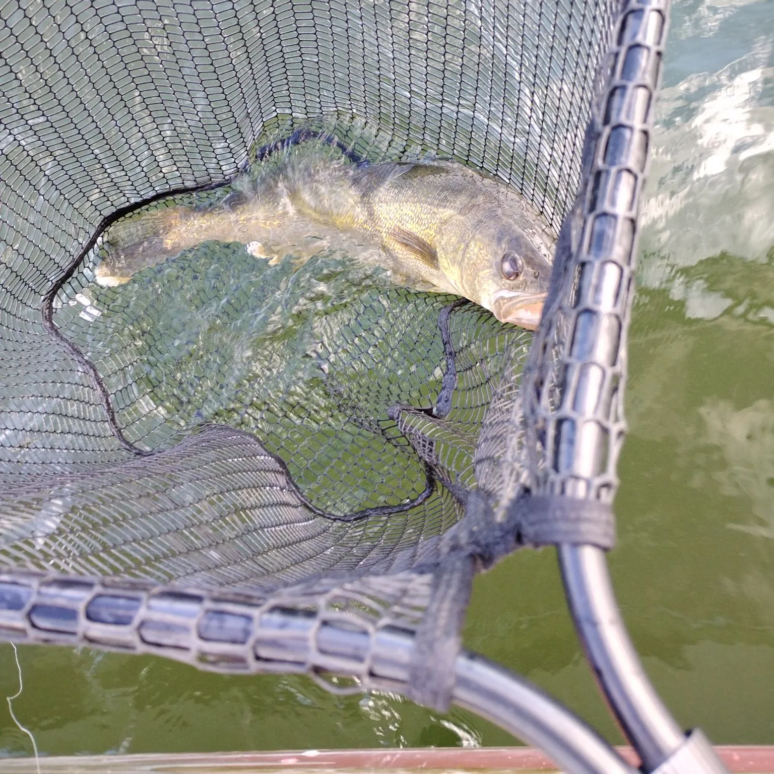 Fish caught on Fishbrain
