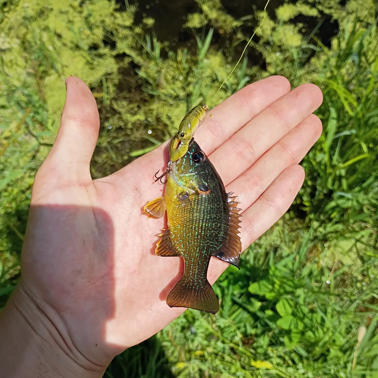 The most recent Wargill hybrid catches on Fishbrain