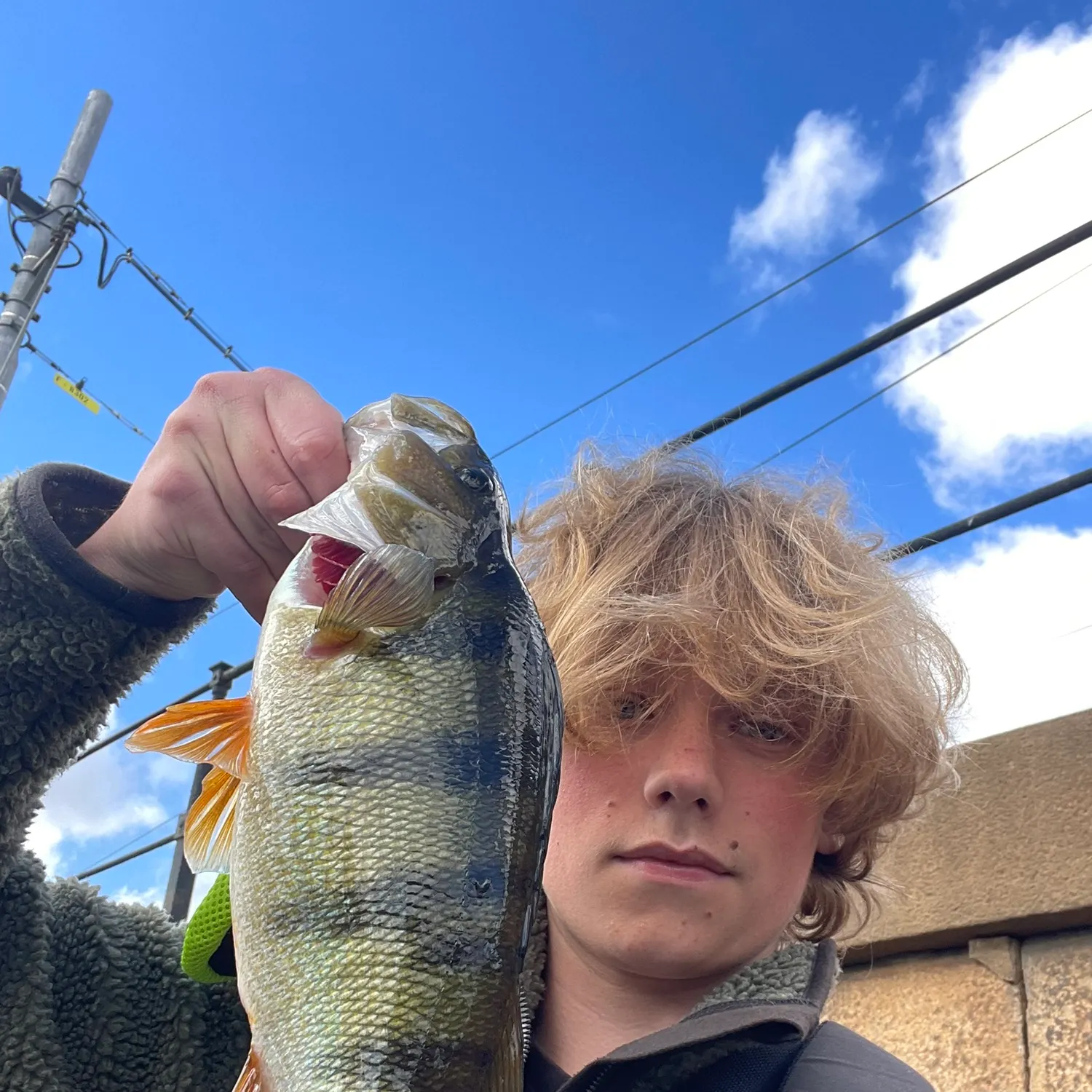 European perch caught on Fishbrain