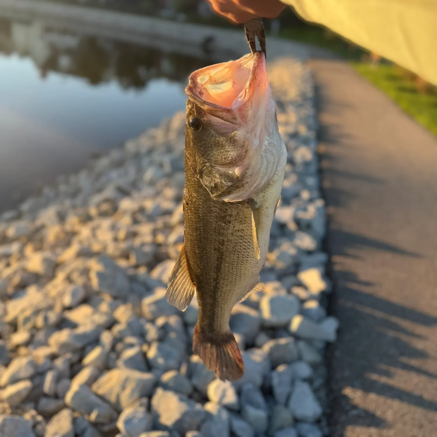 Largemouth bass caught on Fishbrain