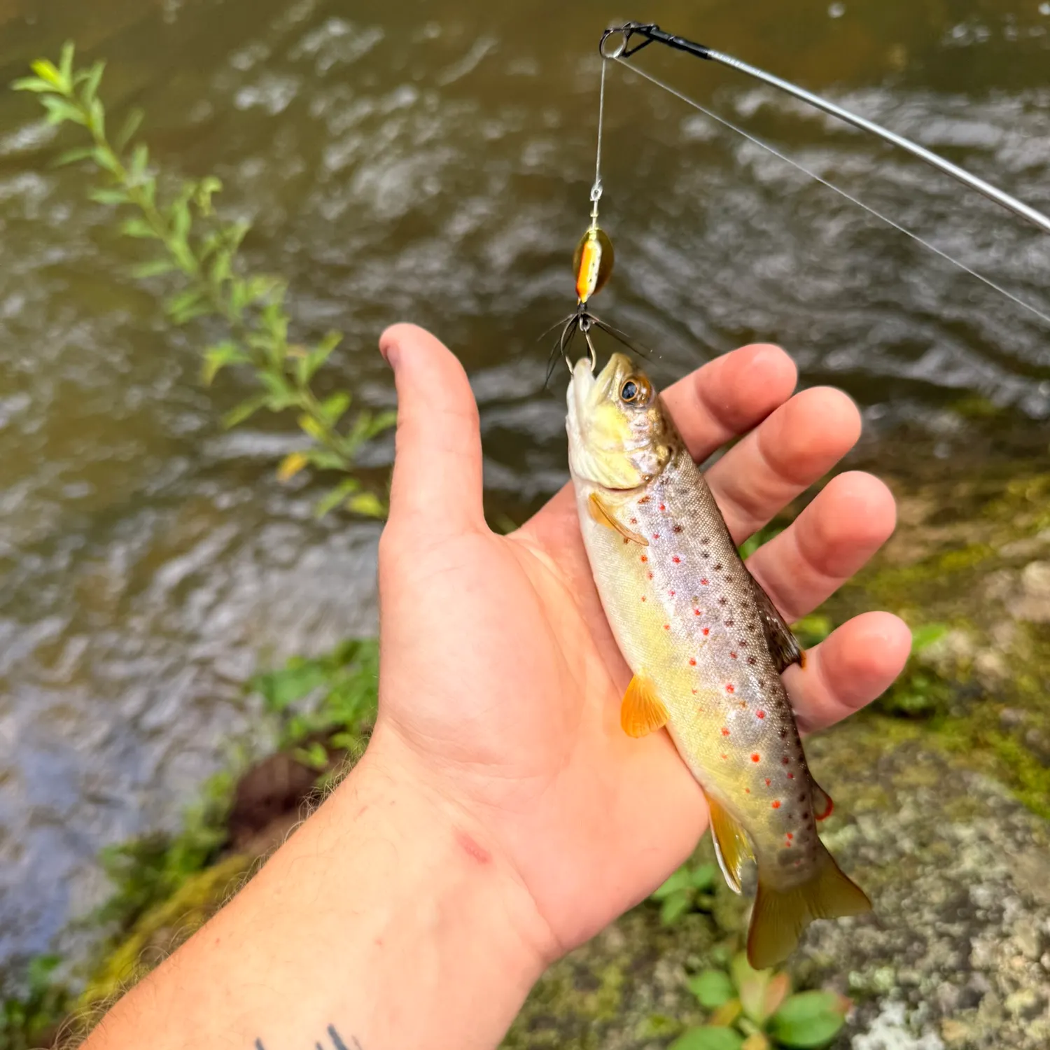 Brown trout caught on Fishbrain