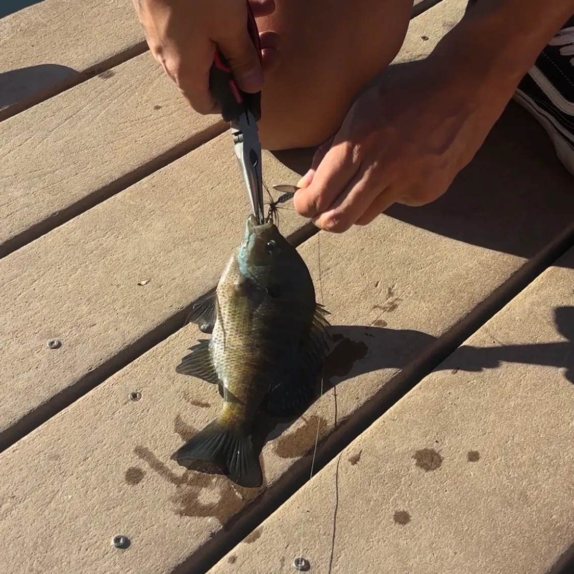 catch