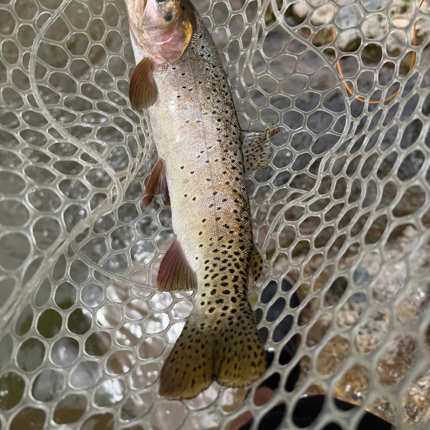 The most recent Cutthroat trout catches on Fishbrain