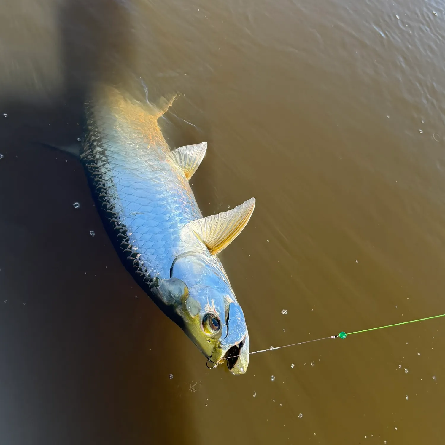 The most recent Tarpon catches on Fishbrain