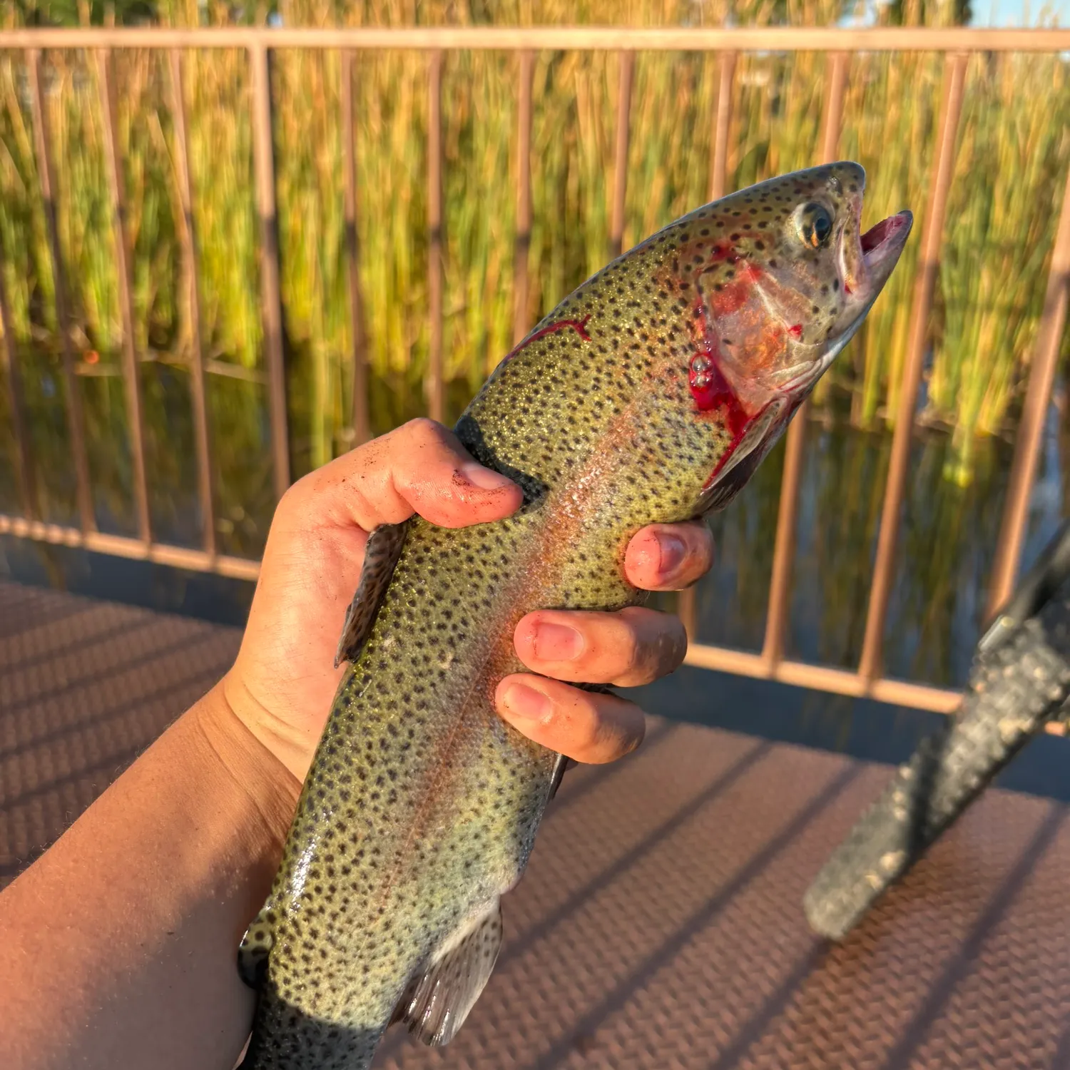 Rainbow trout caught on Fishbrain