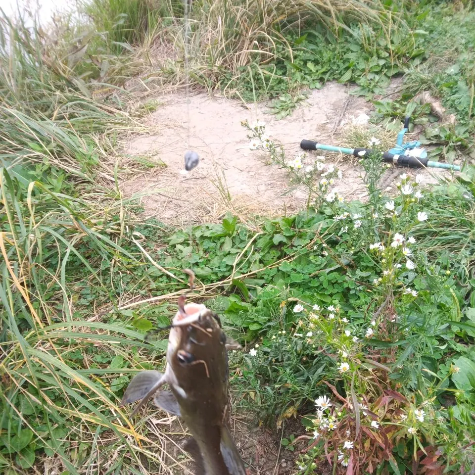 Channel catfish caught on Fishbrain