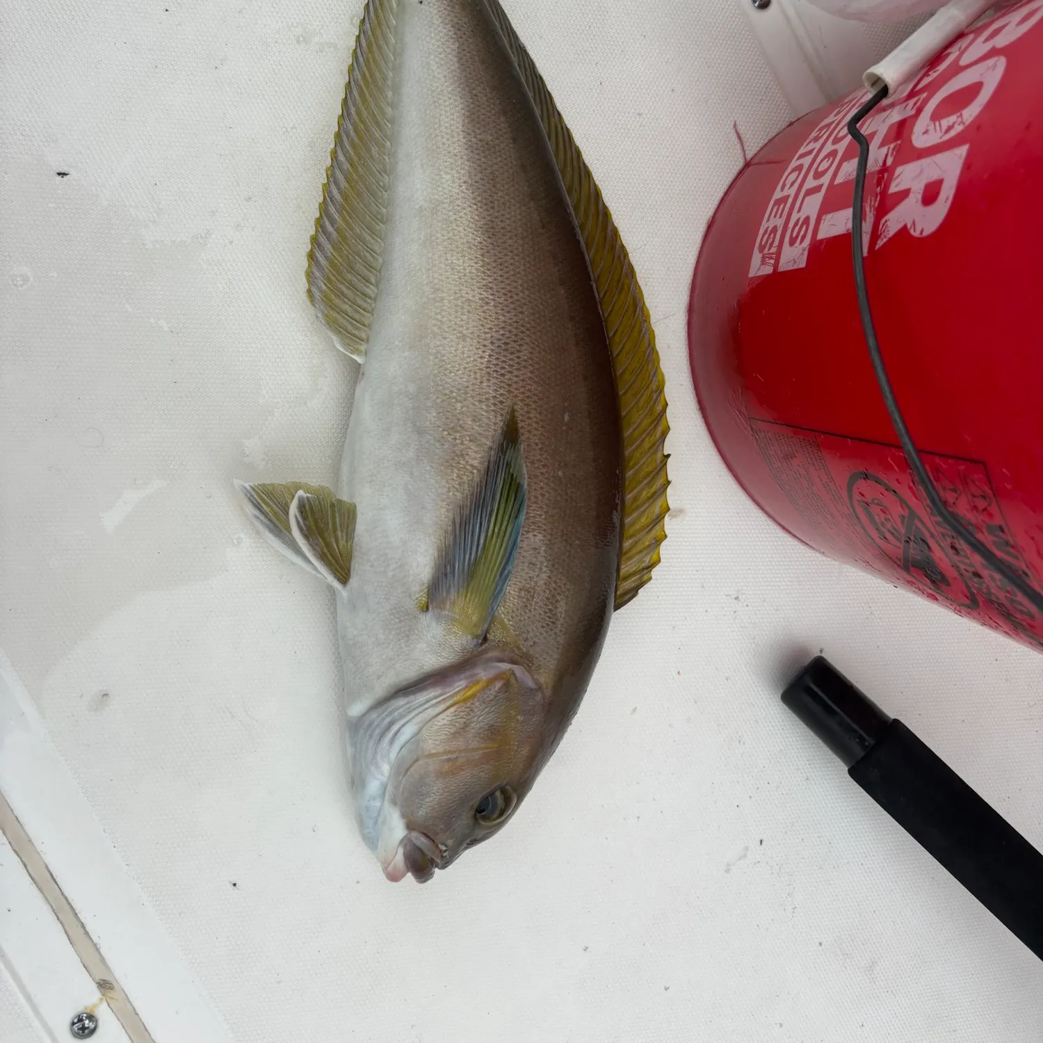 The most recent Ocean whitefish catches on Fishbrain