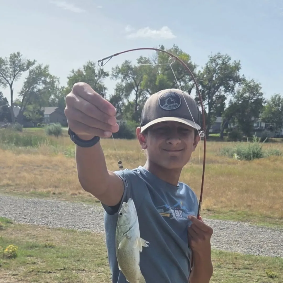 Smallmouth bass caught on Fishbrain