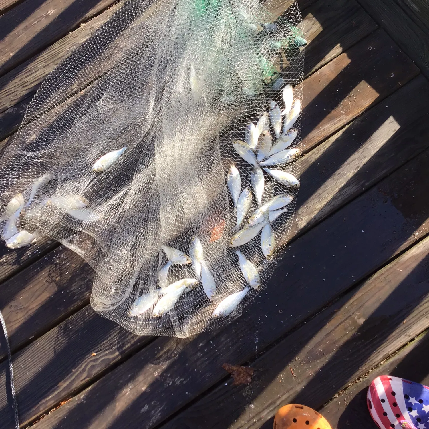 The most recent Atlantic herring catches on Fishbrain