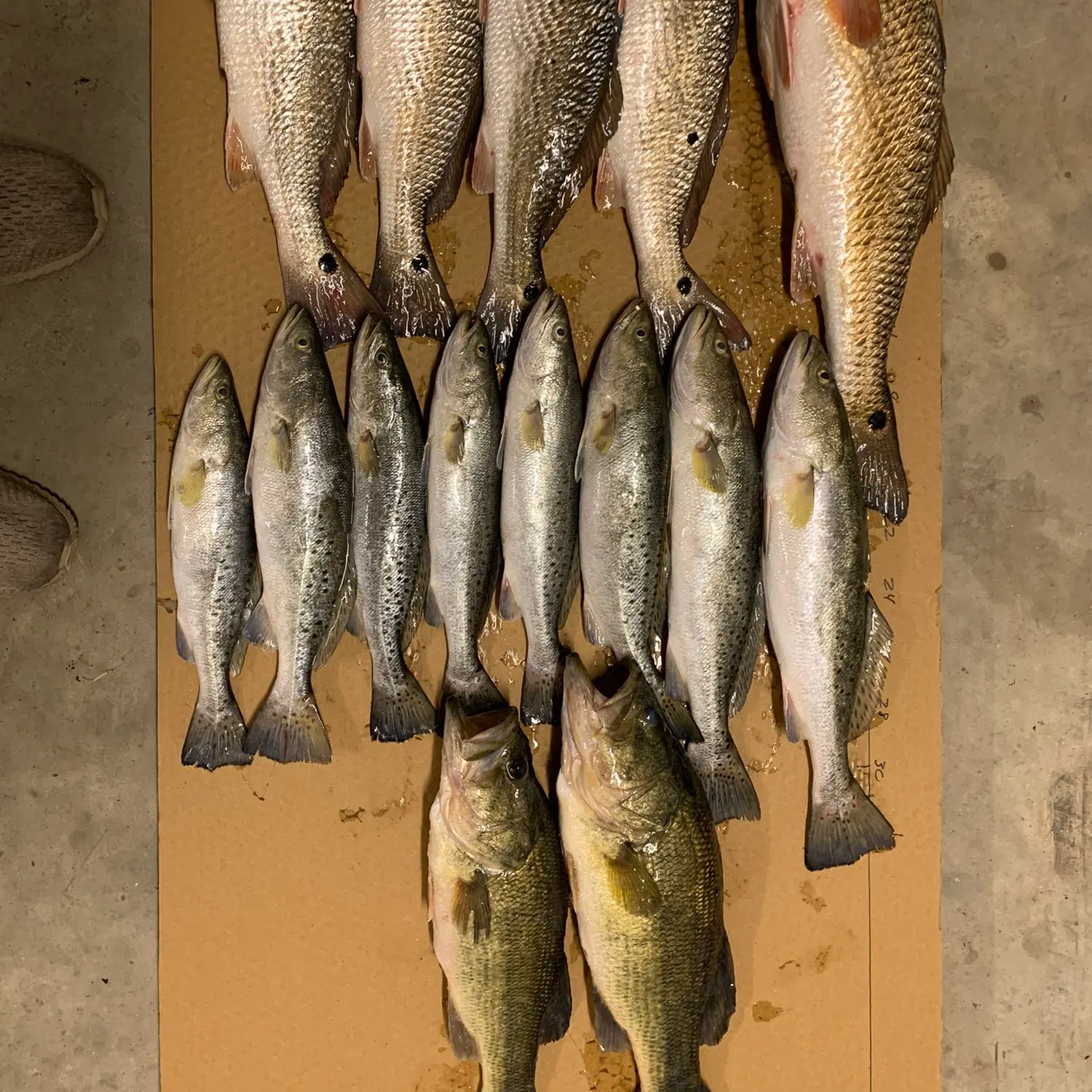 recently logged catches