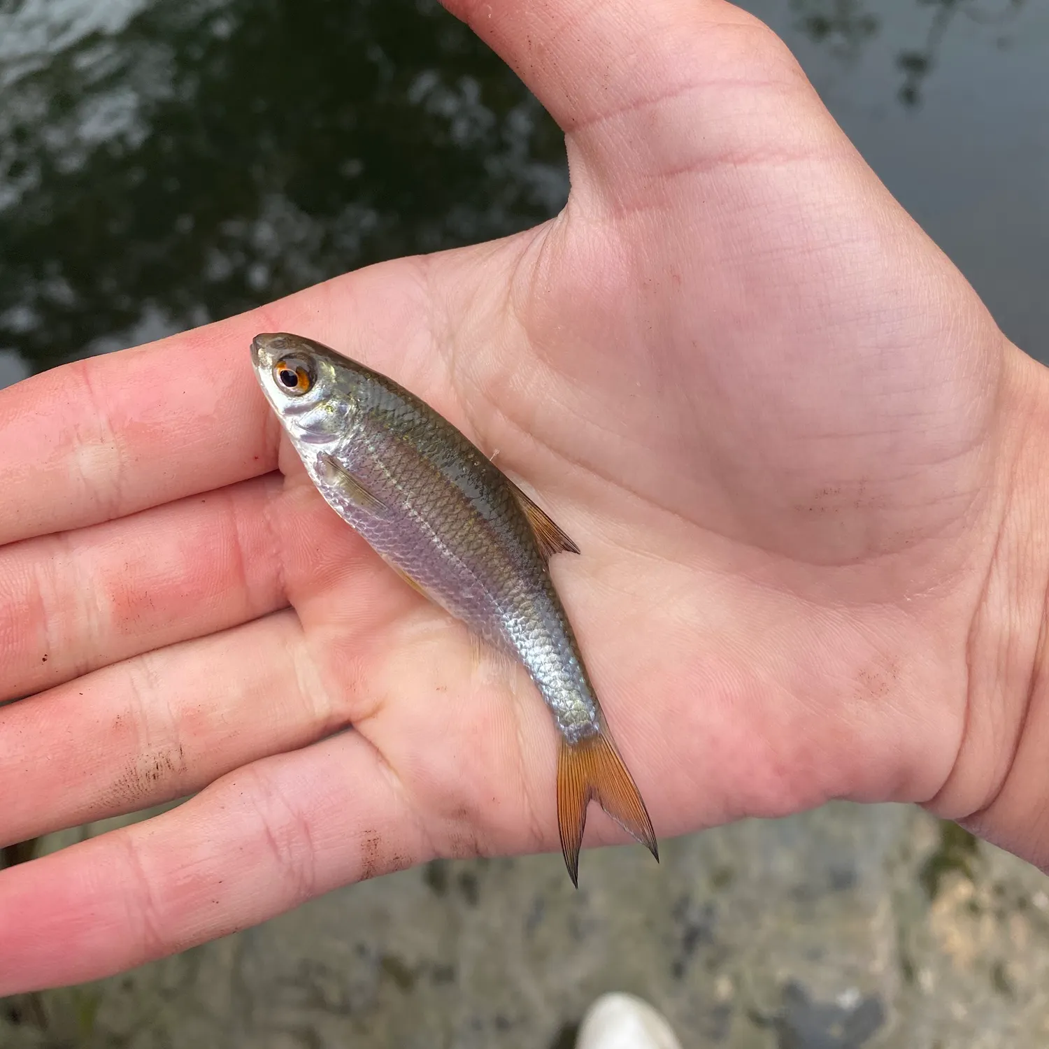 Common roach caught on Fishbrain