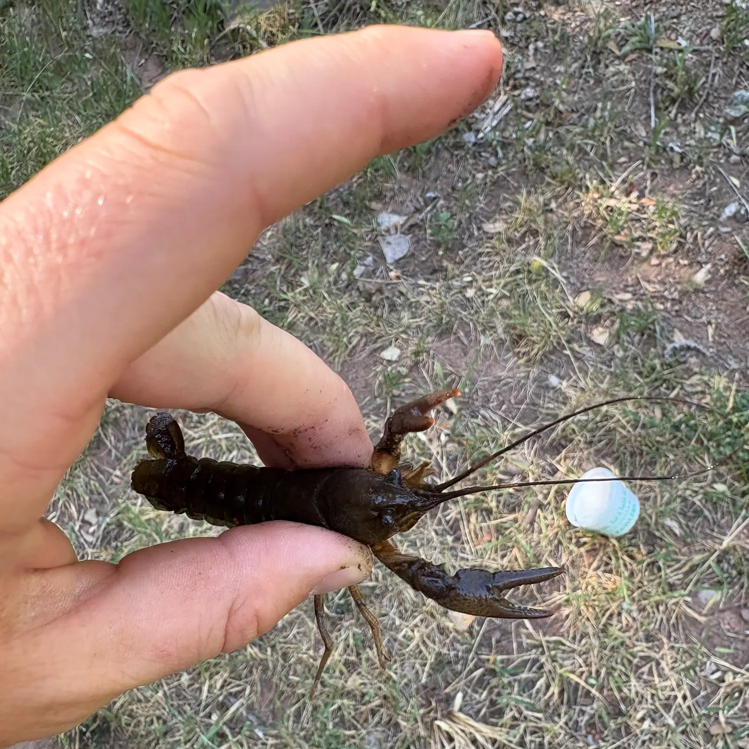 The most recent Red swamp crayfish catches on Fishbrain