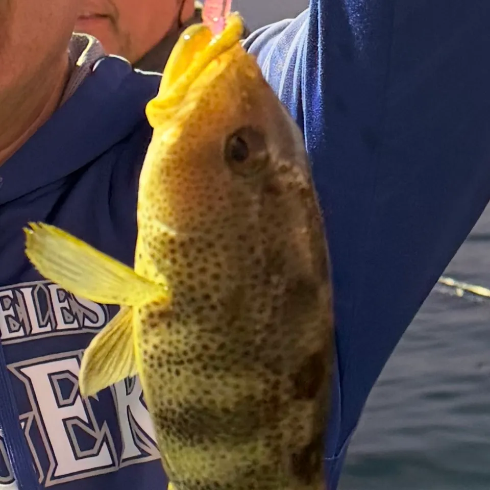 Spotted sand bass caught on Fishbrain