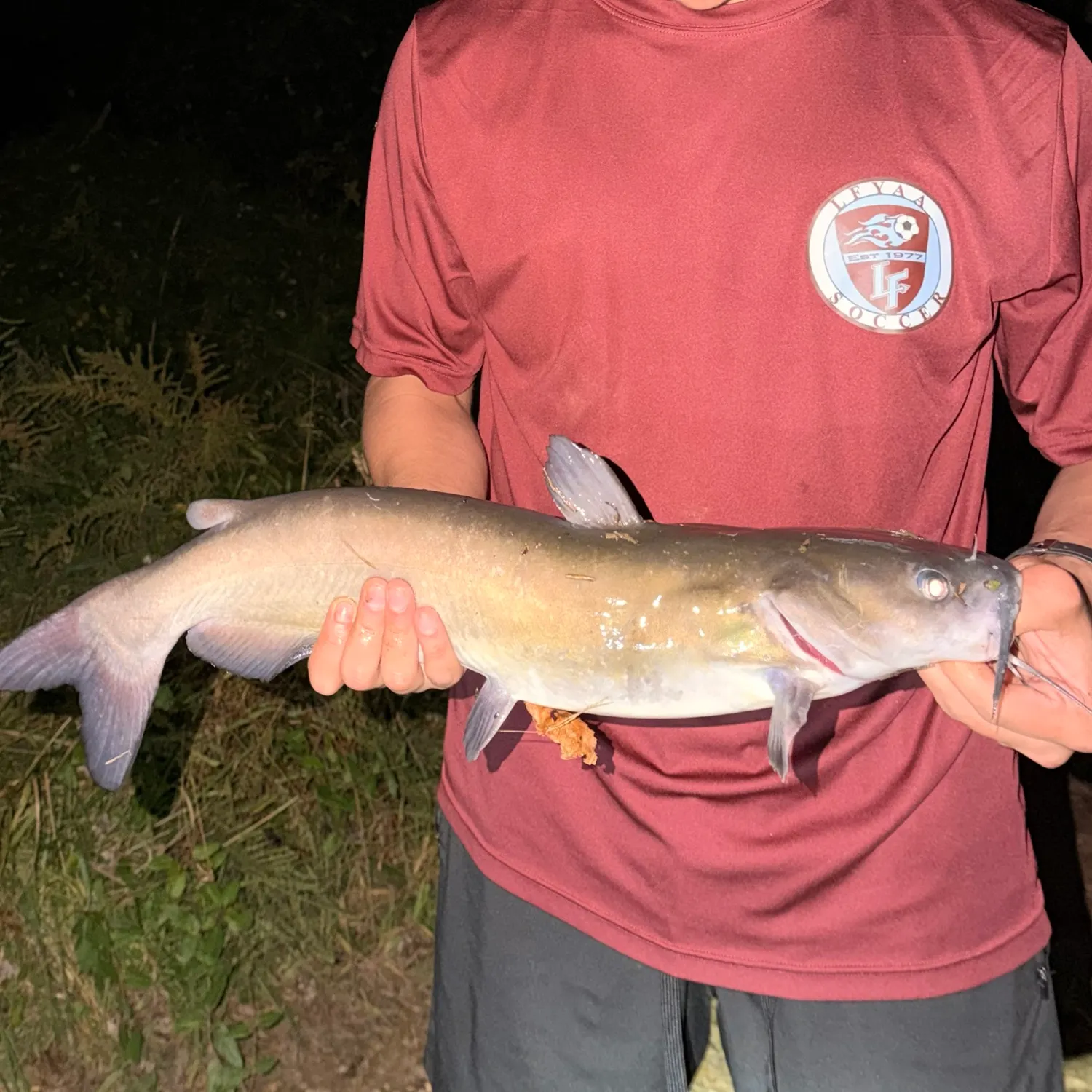 Channel catfish caught on Fishbrain
