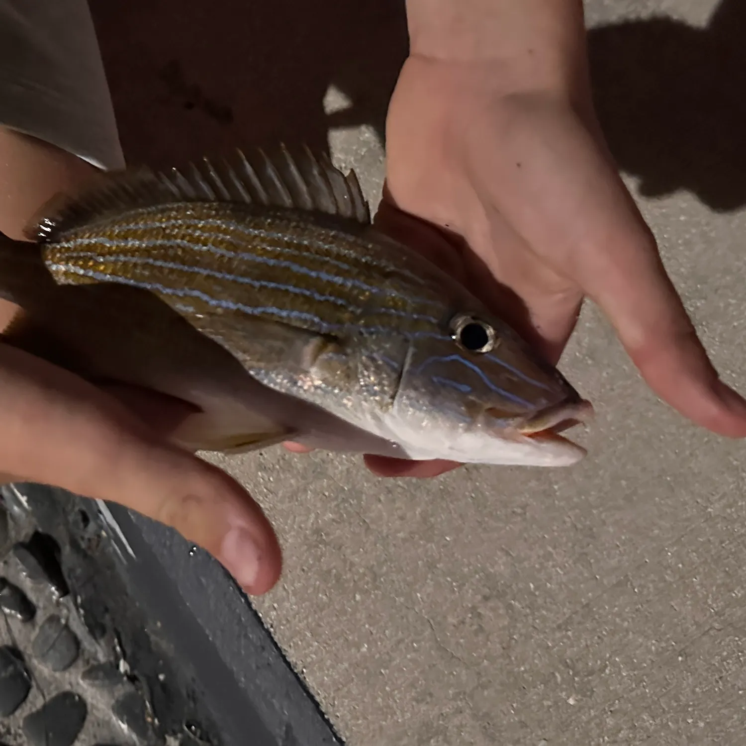 The most recent Bluestriped grunt catches on Fishbrain