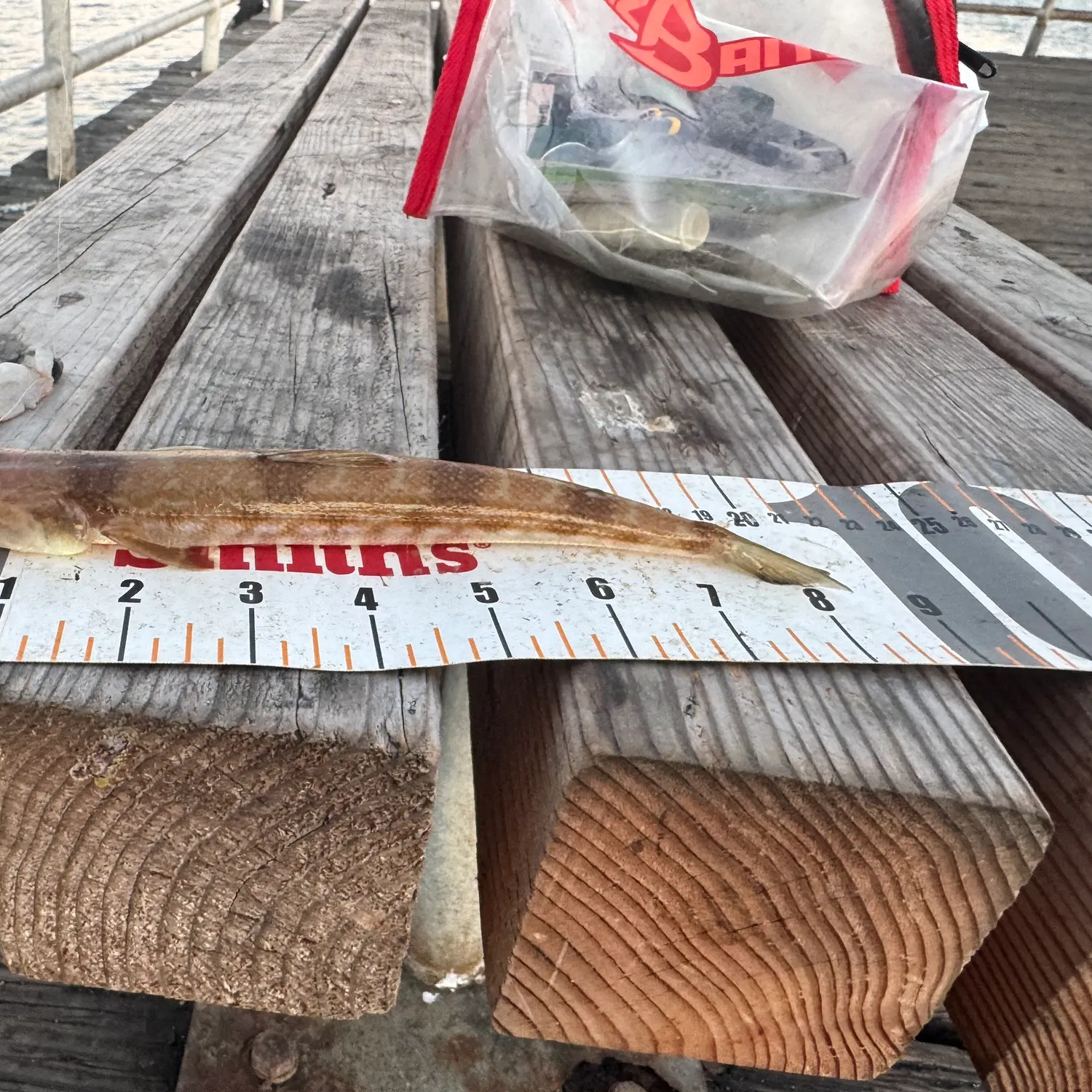 The most recent California lizardfish catches on Fishbrain
