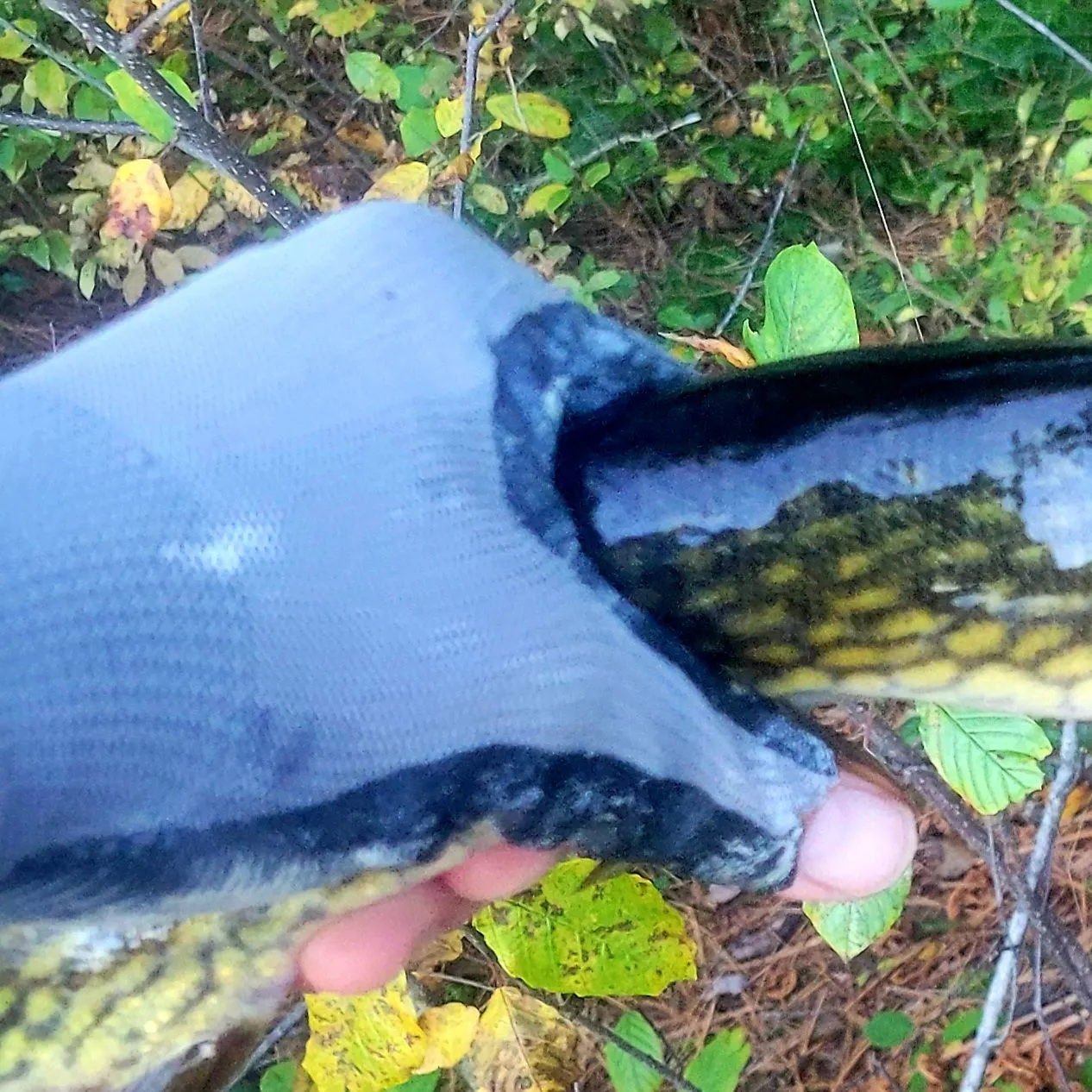 Chain pickerel caught on Fishbrain