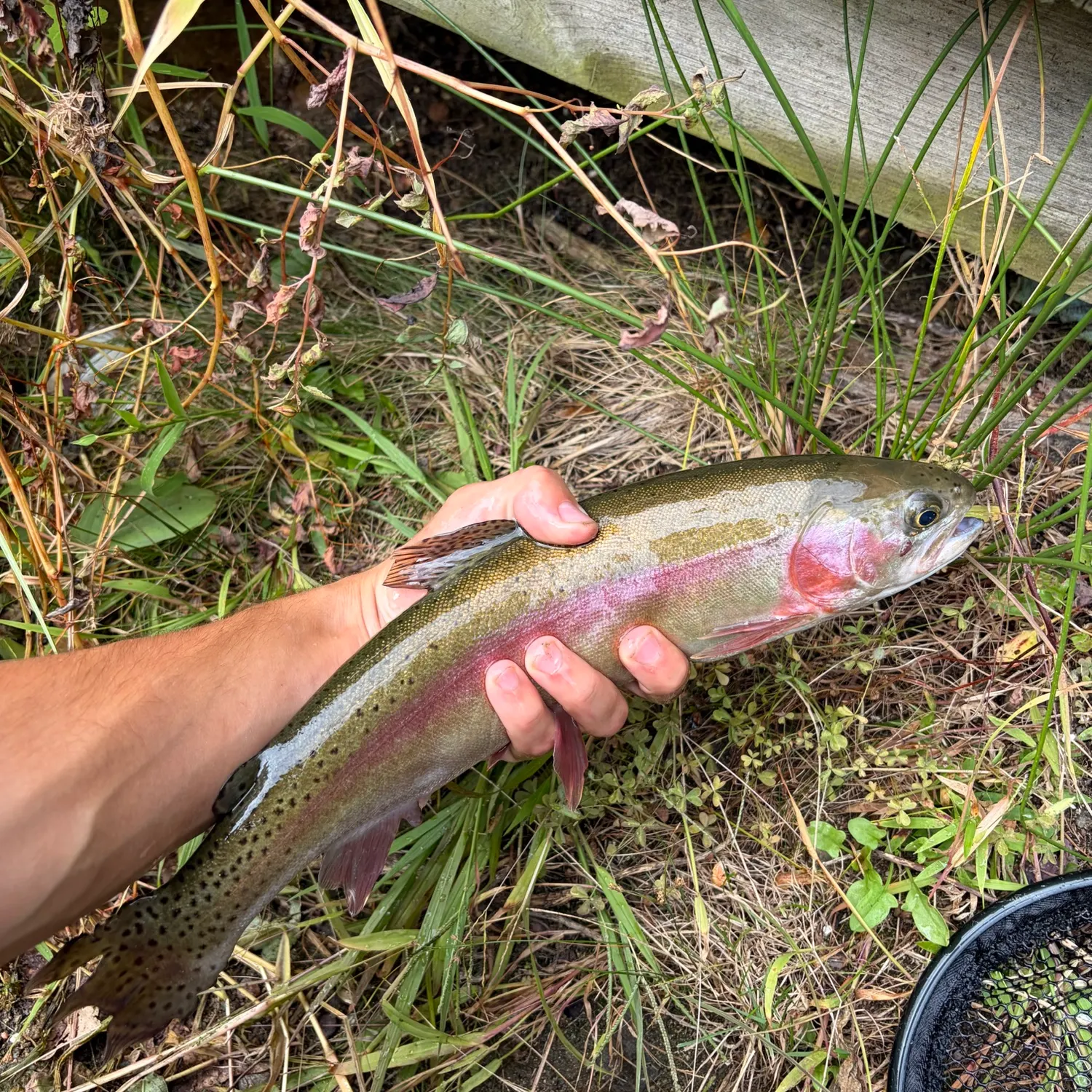 Rainbow trout caught on Fishbrain