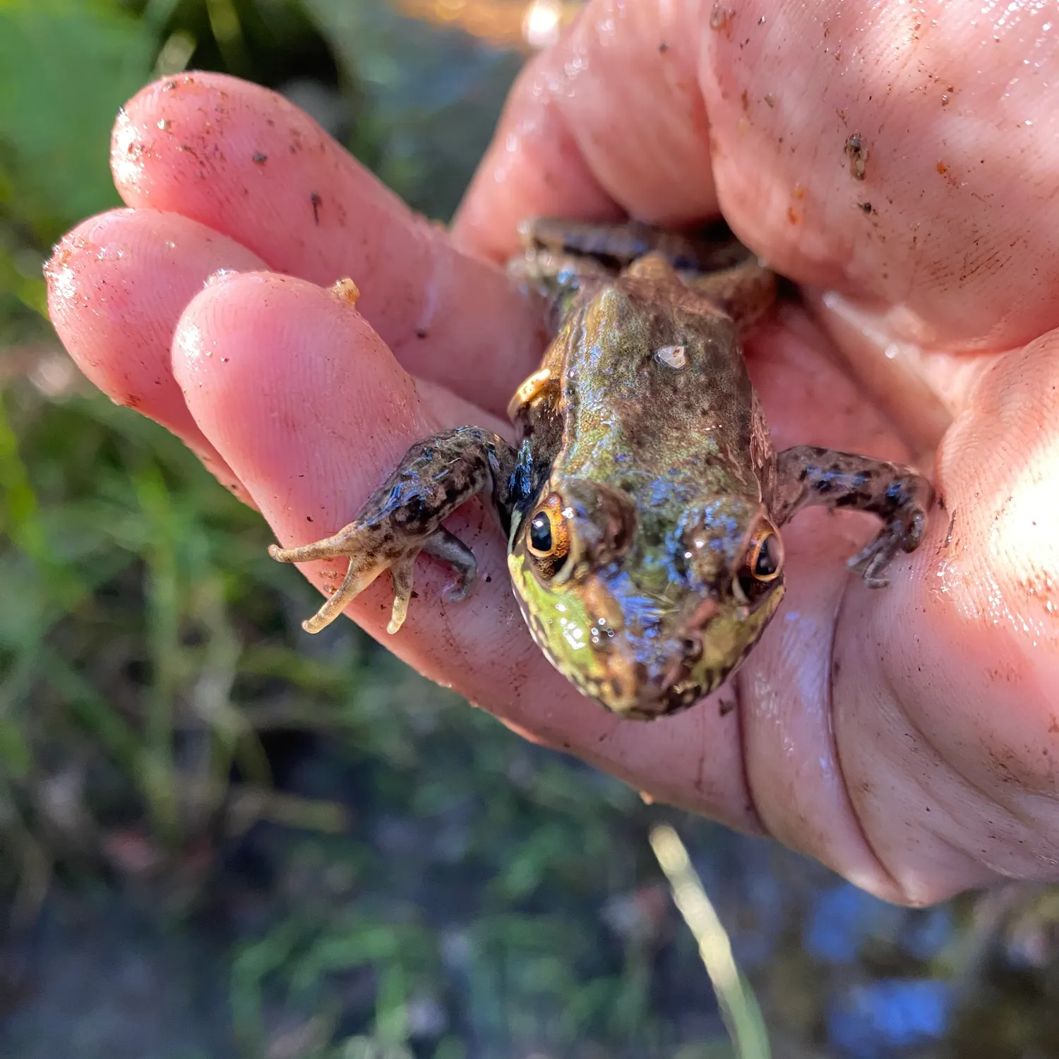 Green frog caught on Fishbrain