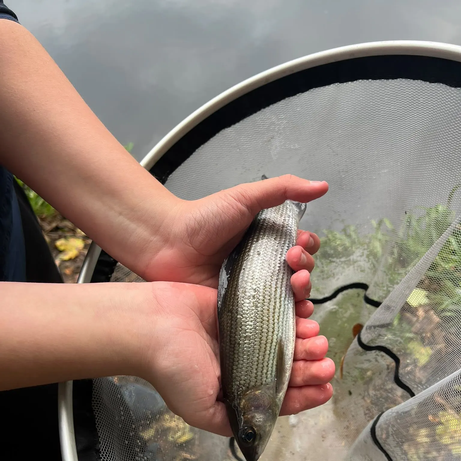 The most recent European grayling catches on Fishbrain