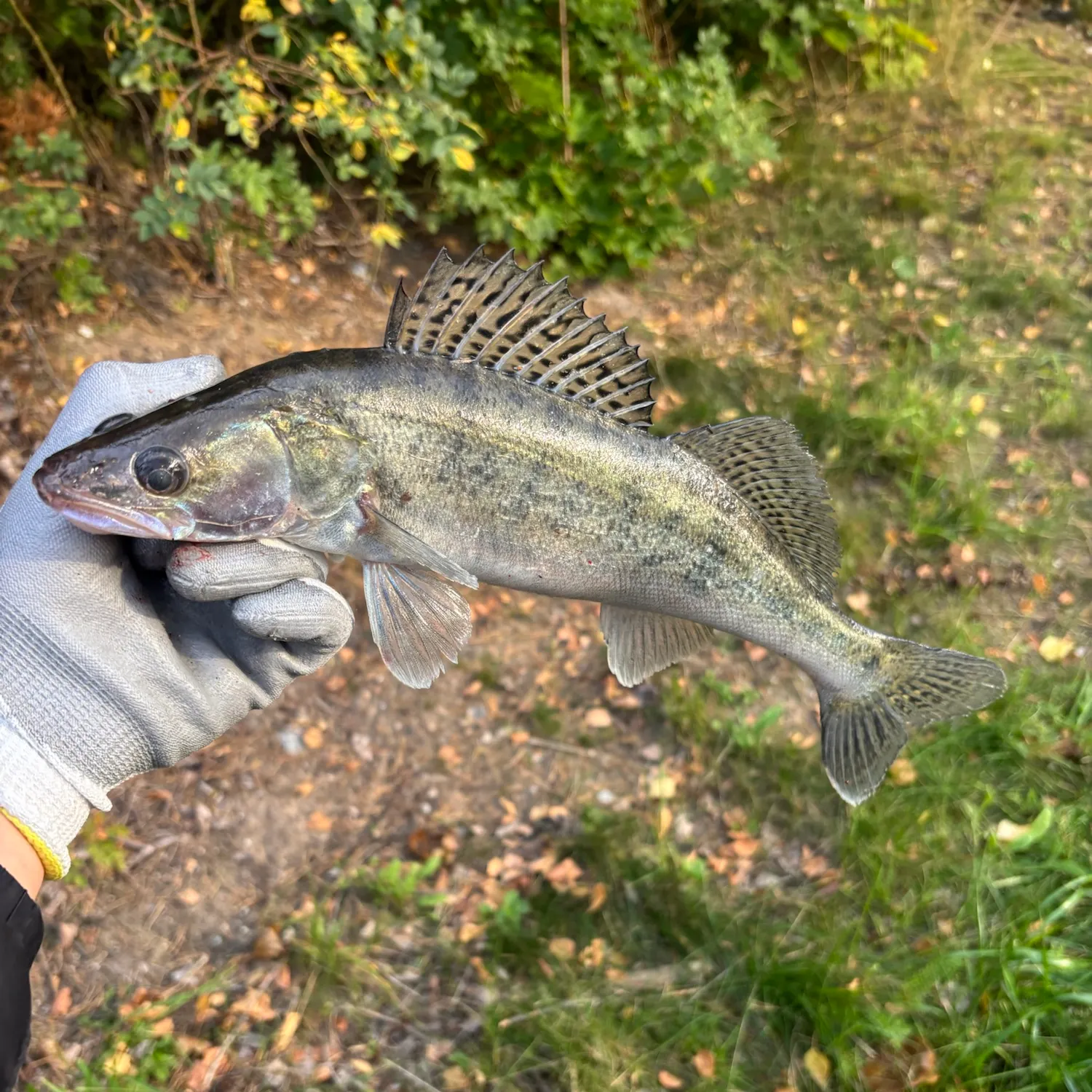 Zander caught on Fishbrain