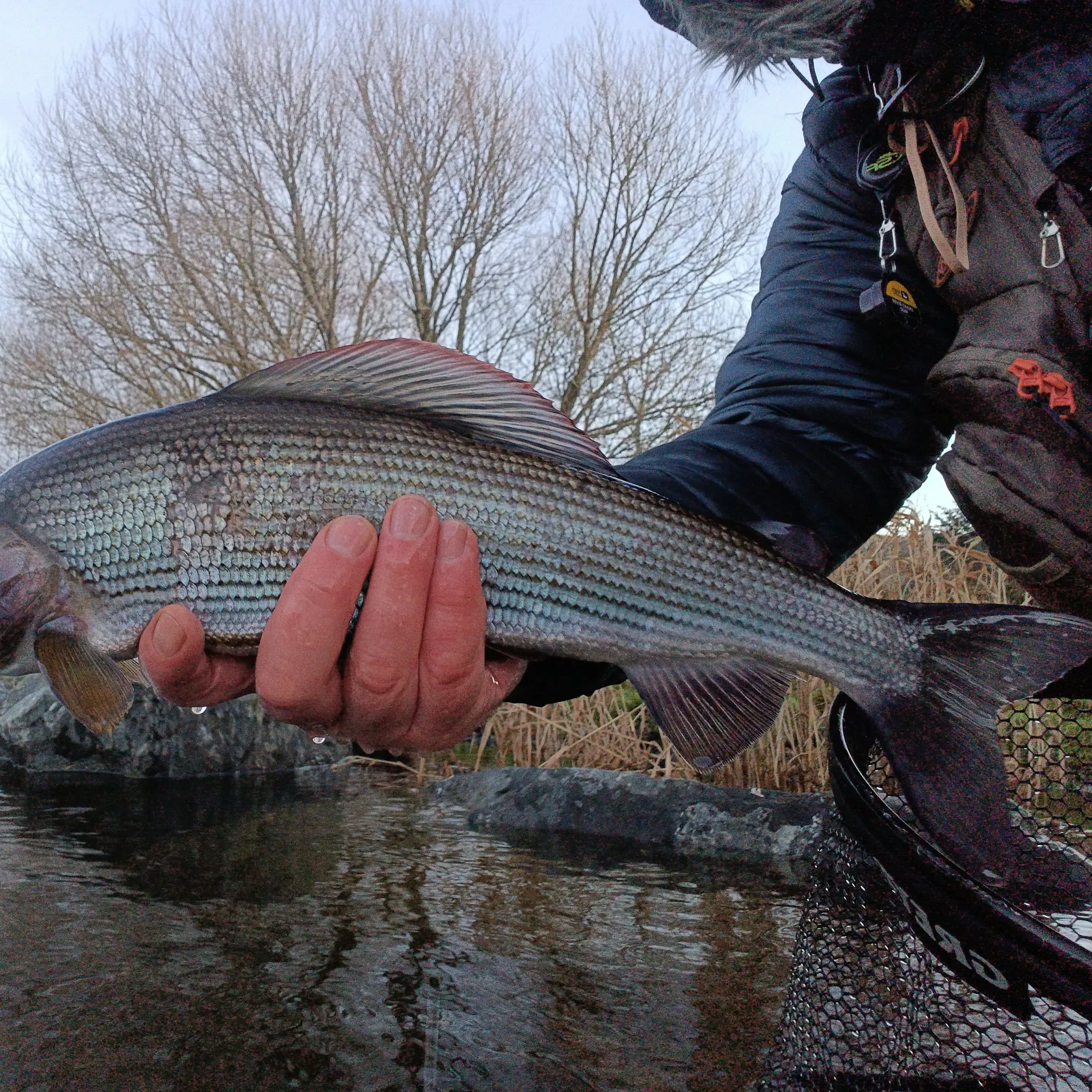 The most recent European grayling catches on Fishbrain