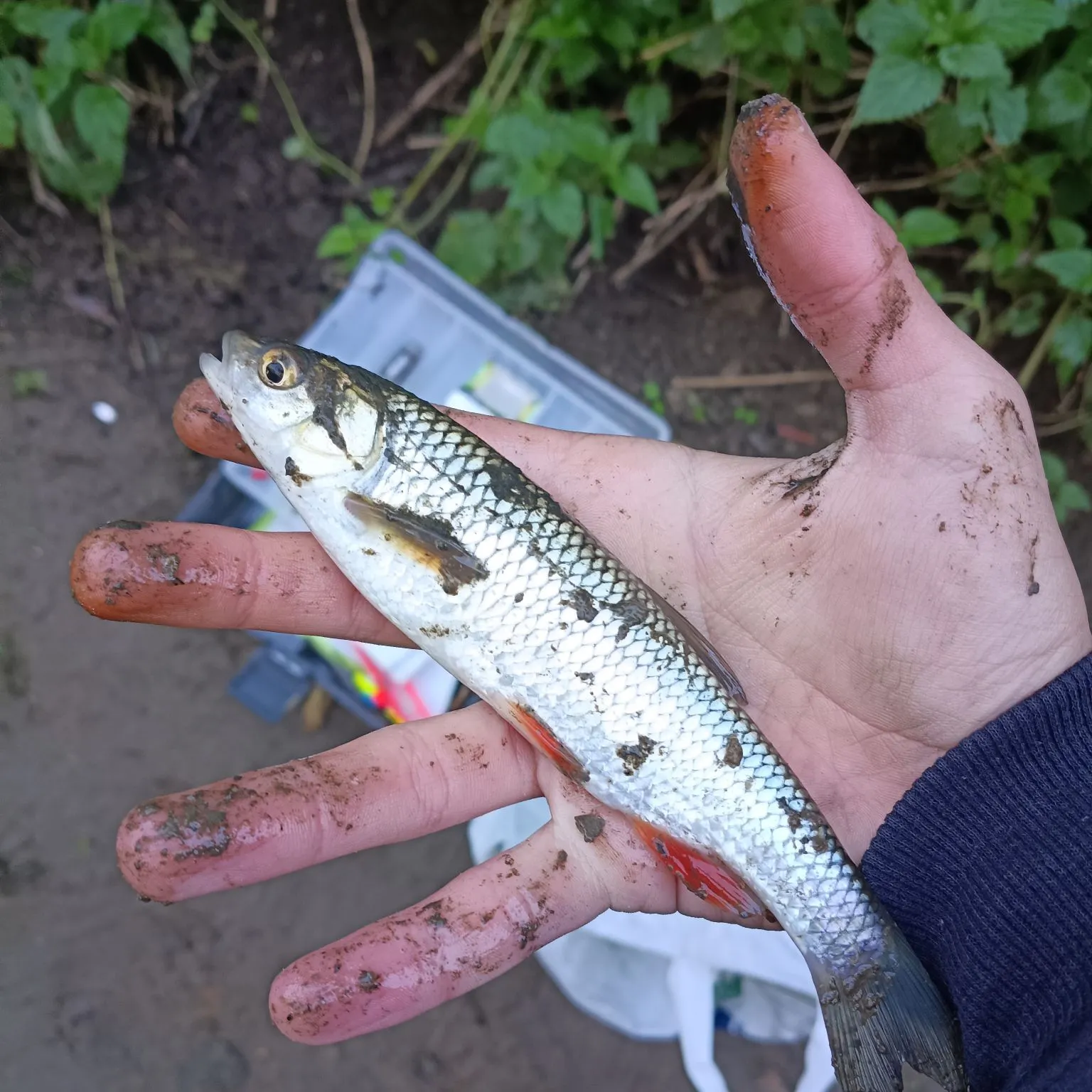 European chub caught on Fishbrain