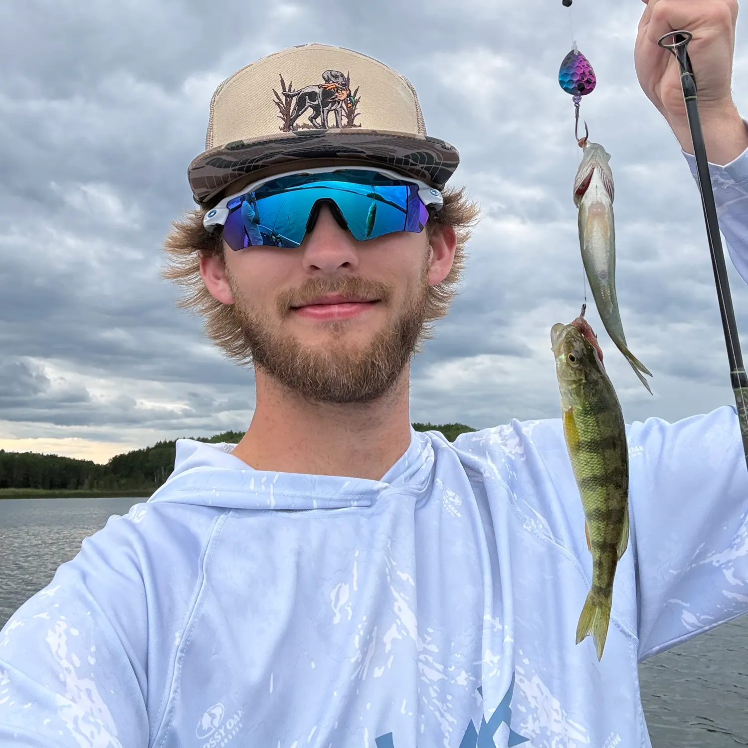 Yellow perch caught on Fishbrain