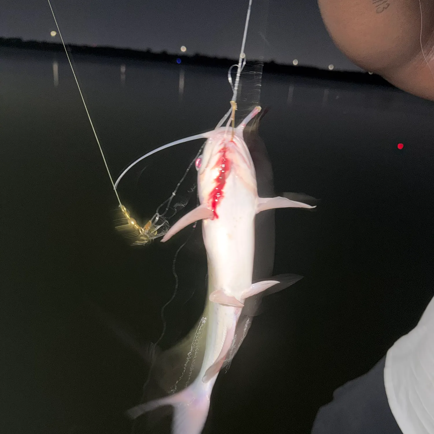 Blue catfish caught on Fishbrain