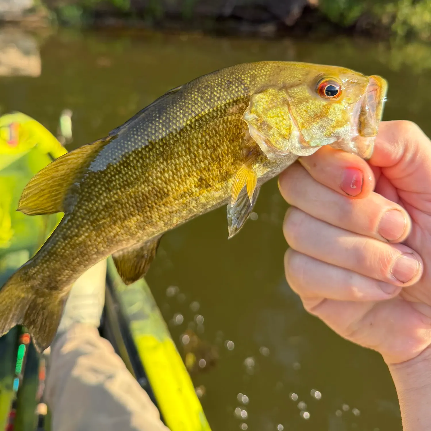 Smallmouth bass caught on Fishbrain