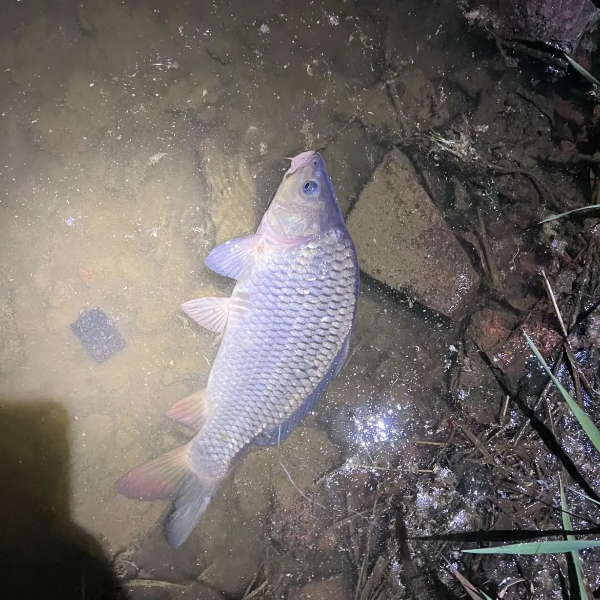 Common carp caught on Fishbrain