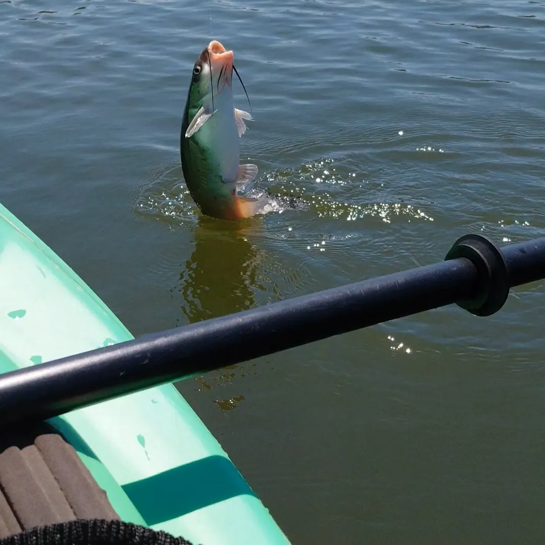 Blue catfish caught on Fishbrain