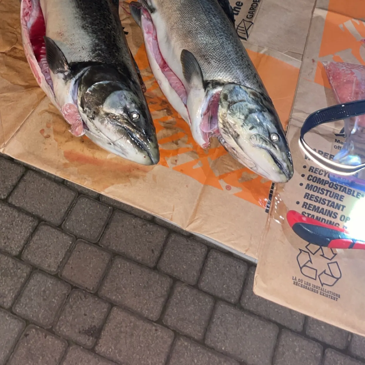 Chinook salmon caught on Fishbrain