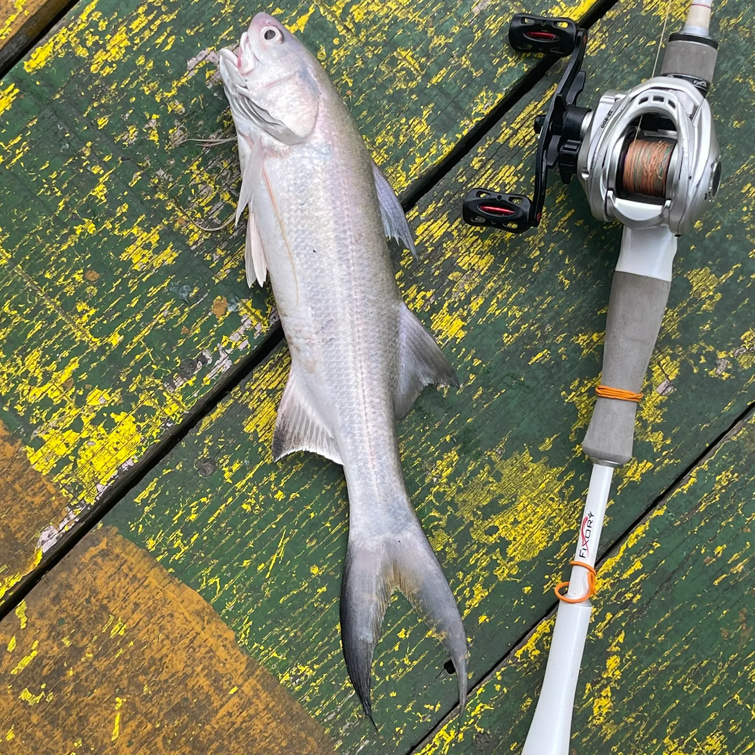 The most recent Fourfinger threadfin catches on Fishbrain