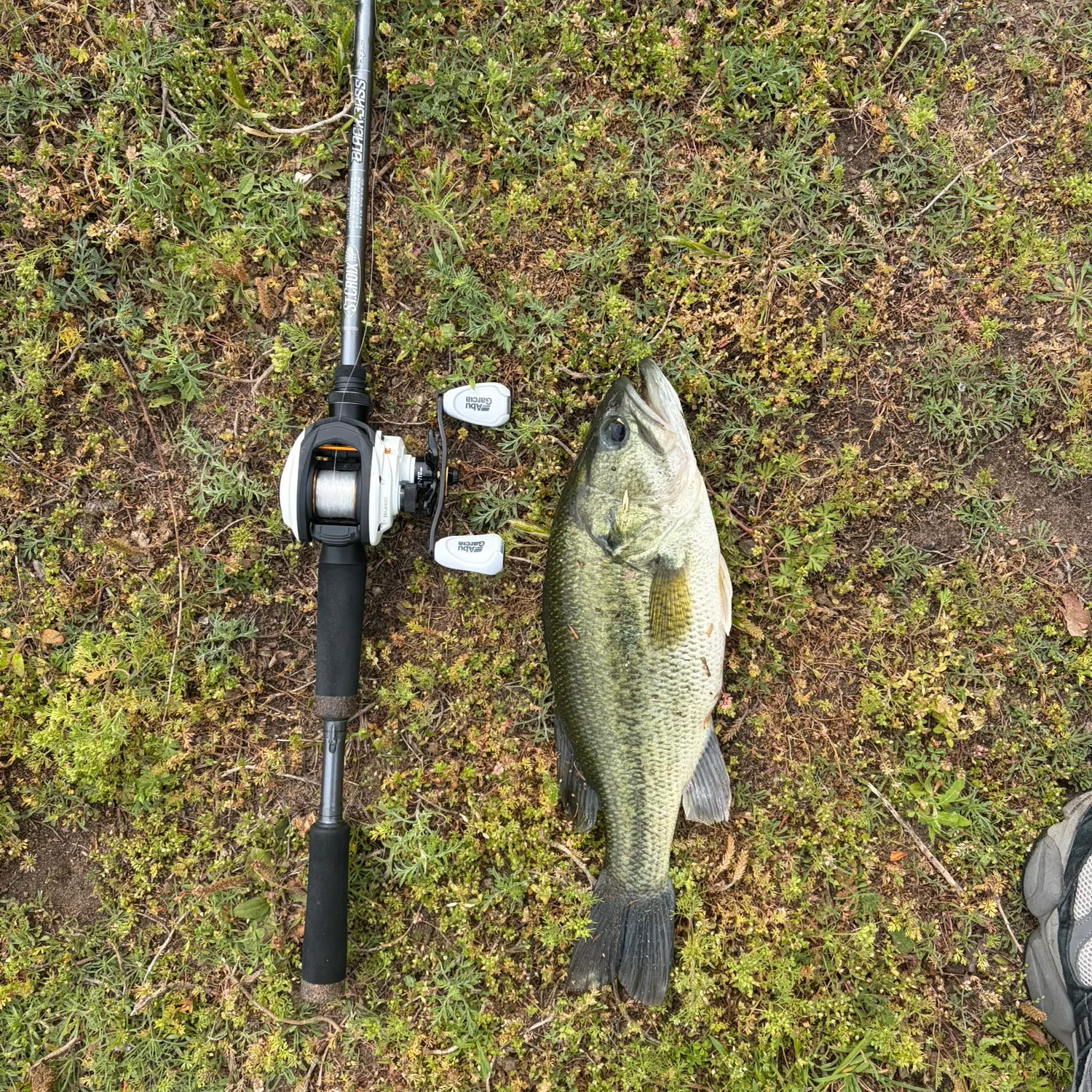 The most recent Largemouth bass catches on Fishbrain