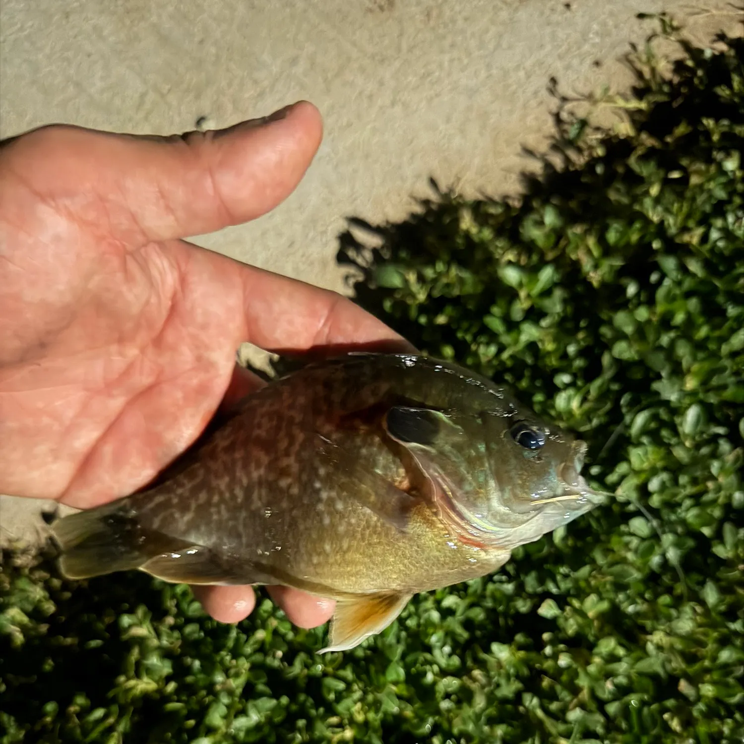 catch