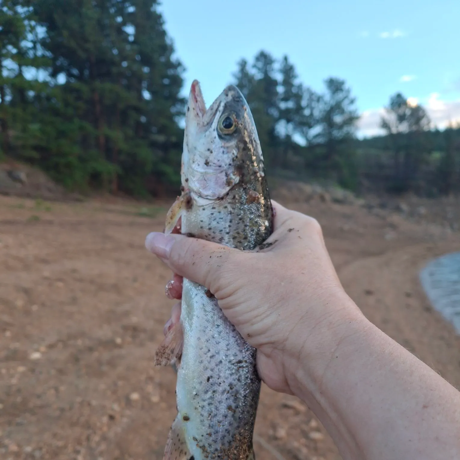 Cutbow caught on Fishbrain