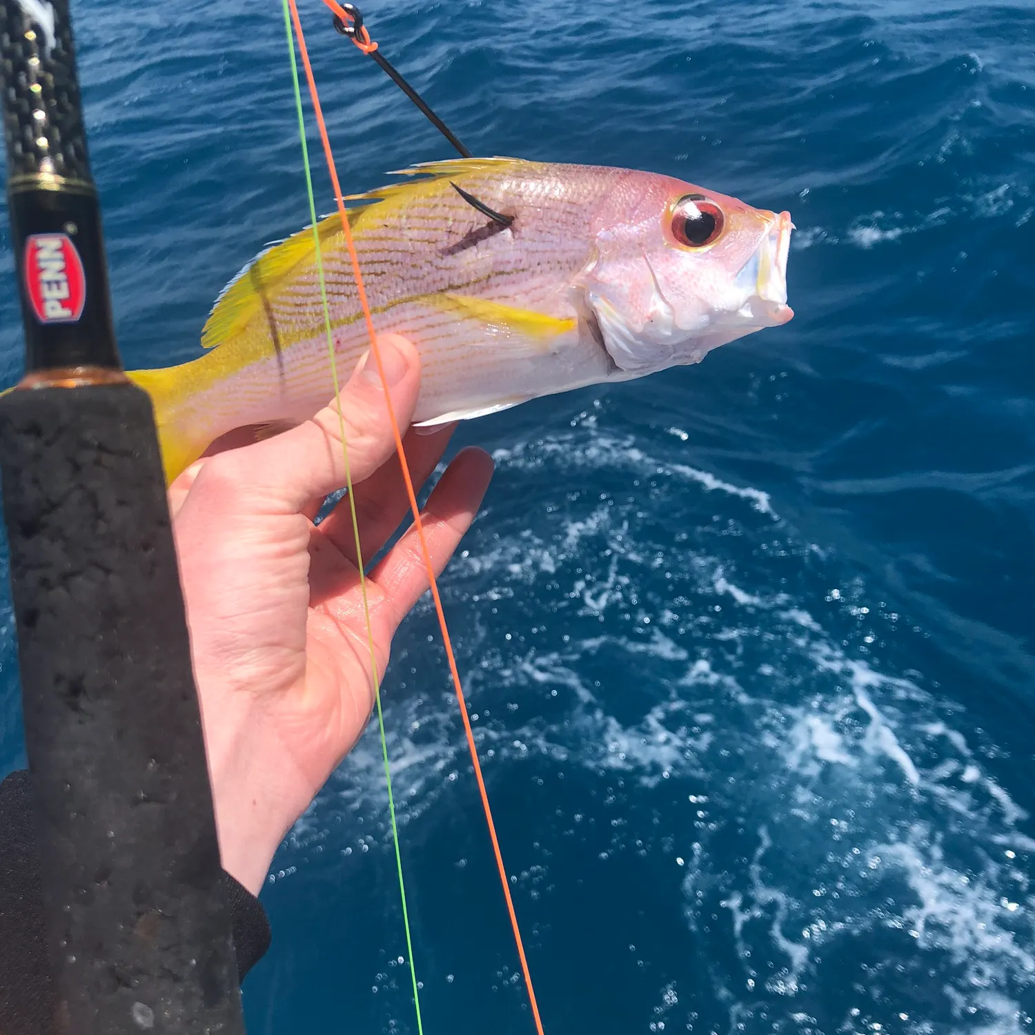 The most recent Yellow-banded snapper catches on Fishbrain