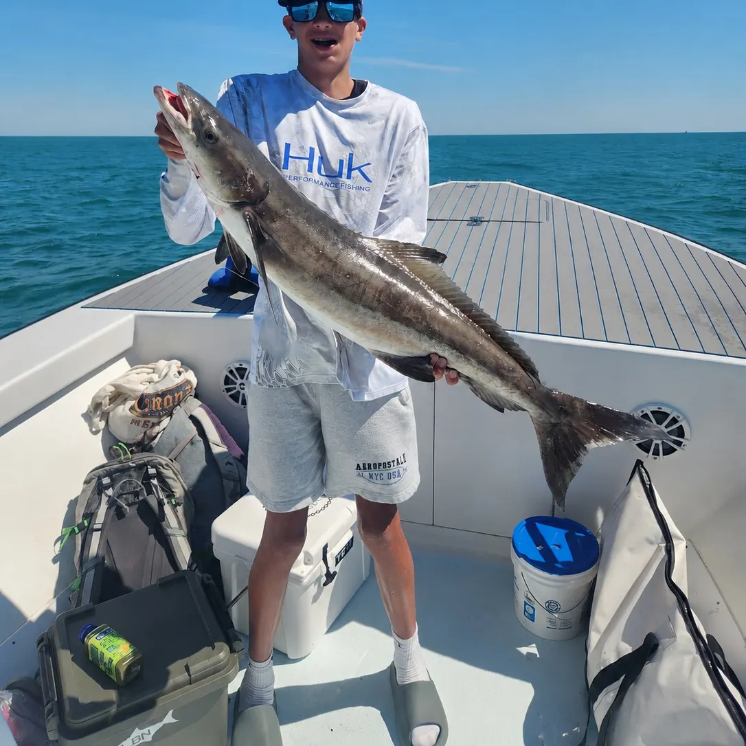 The most recent Cobia catches on Fishbrain