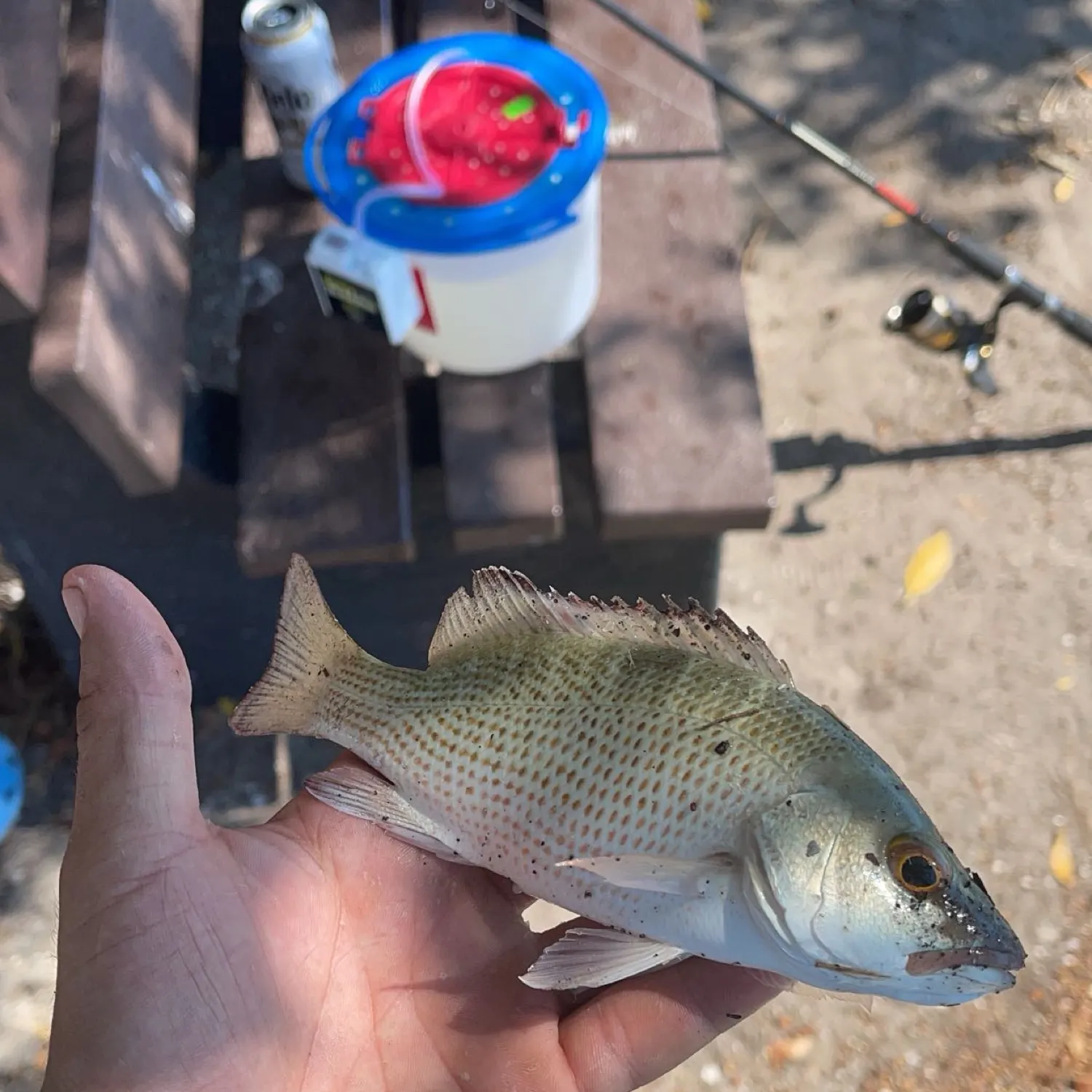 The most popular recent Yellowstreaked snapper catch on Fishbrain