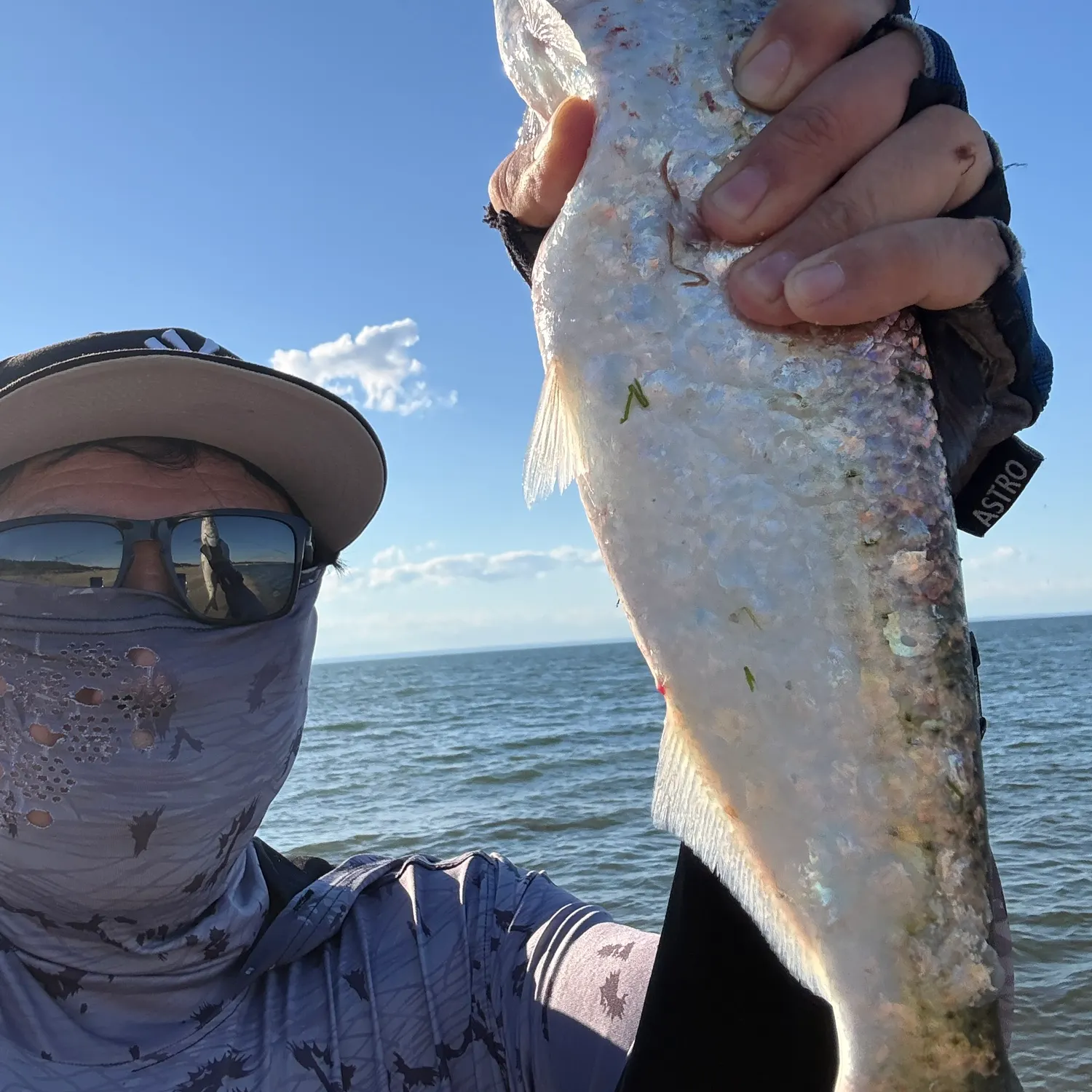 The most recent Hickory shad catches on Fishbrain