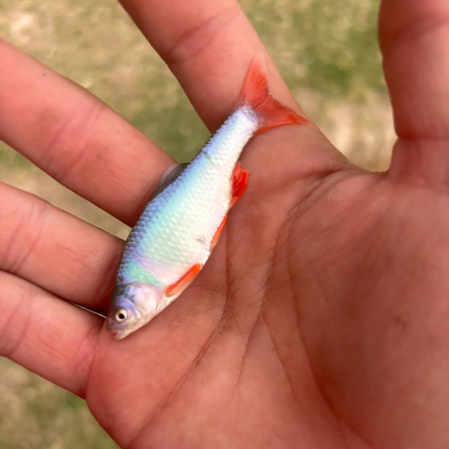 The most recent Redfin shiner catches on Fishbrain