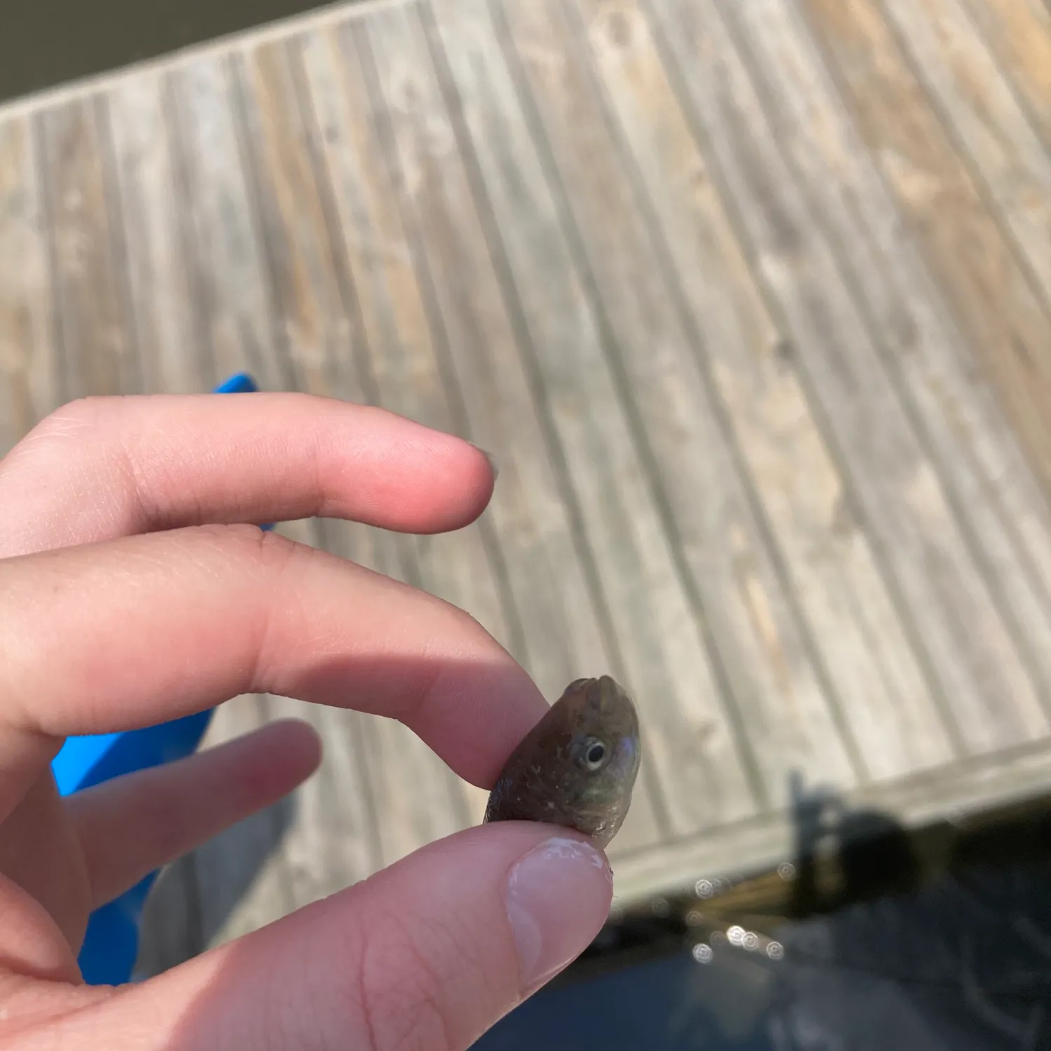 The most recent Guppy catches on Fishbrain