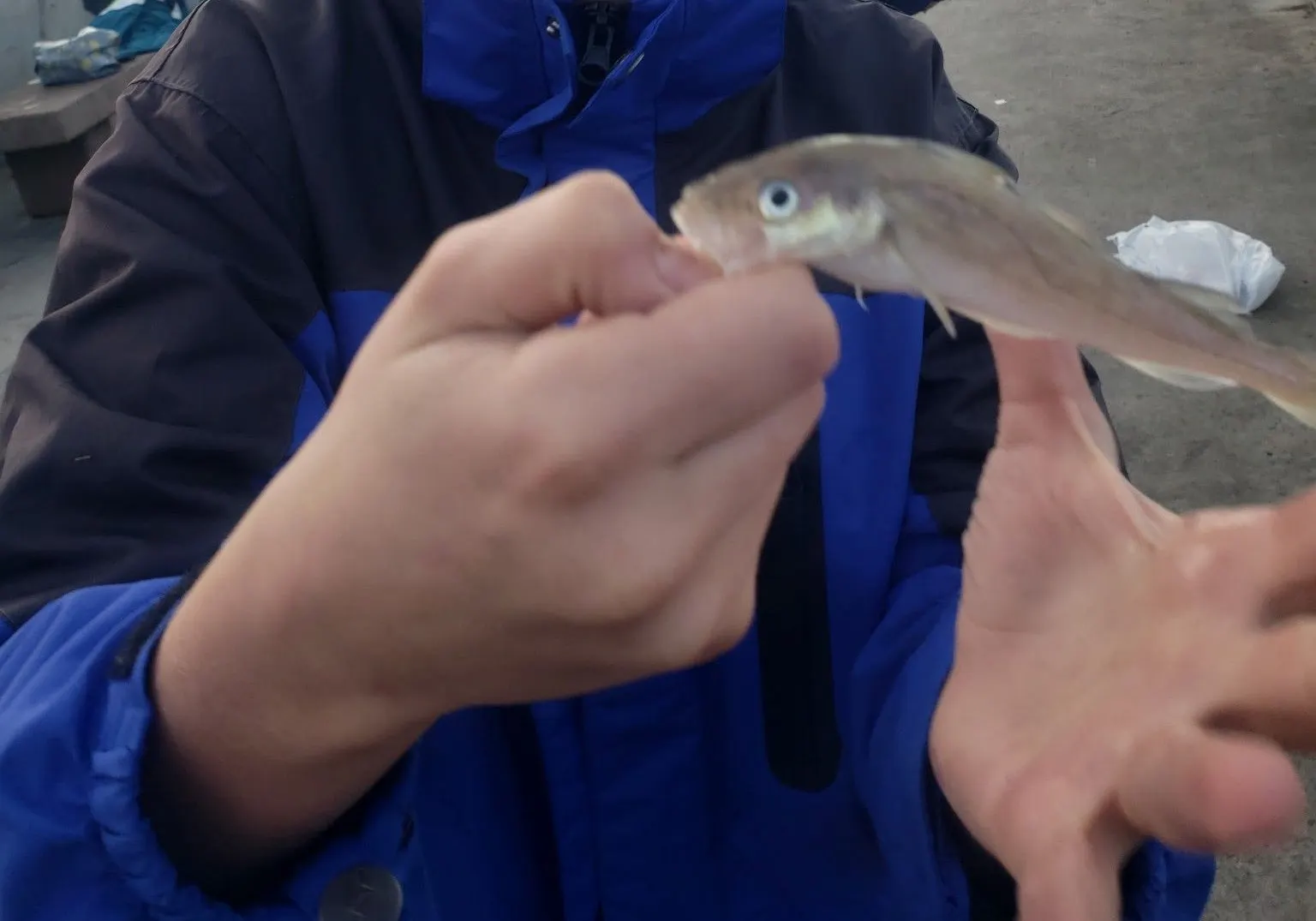 Pacific tomcod