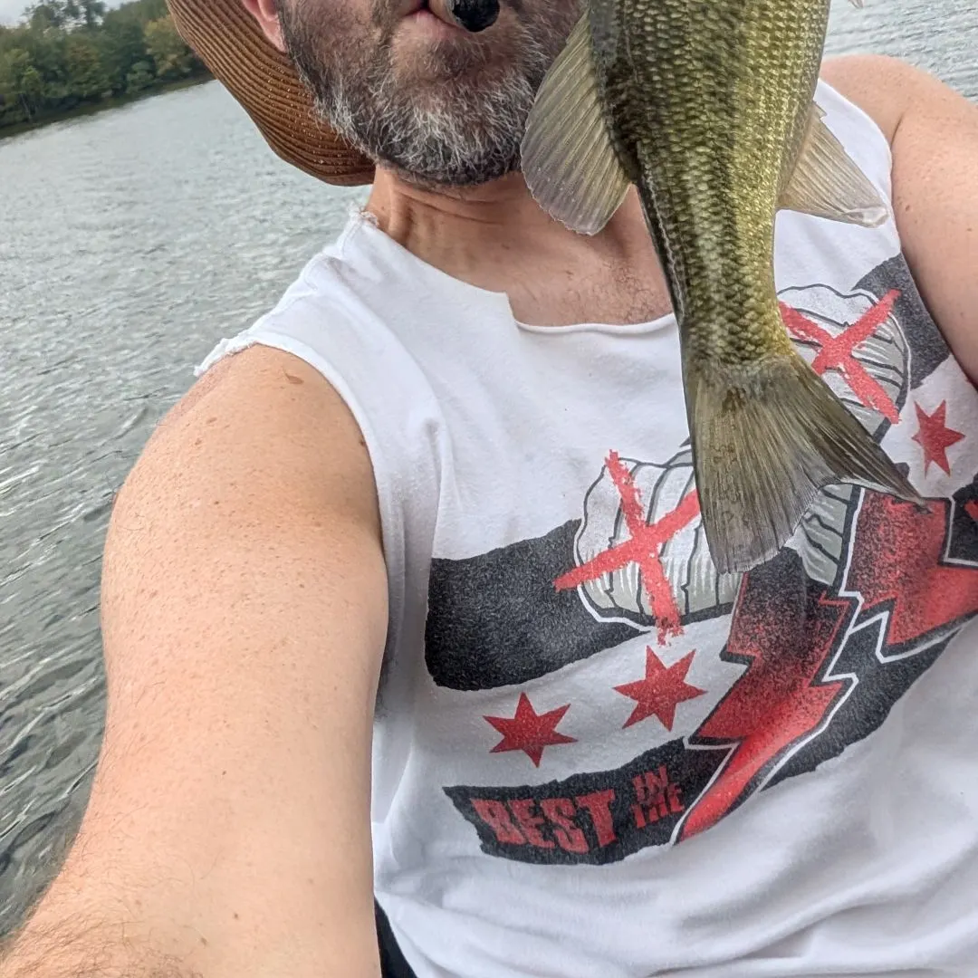 Largemouth bass caught on Fishbrain